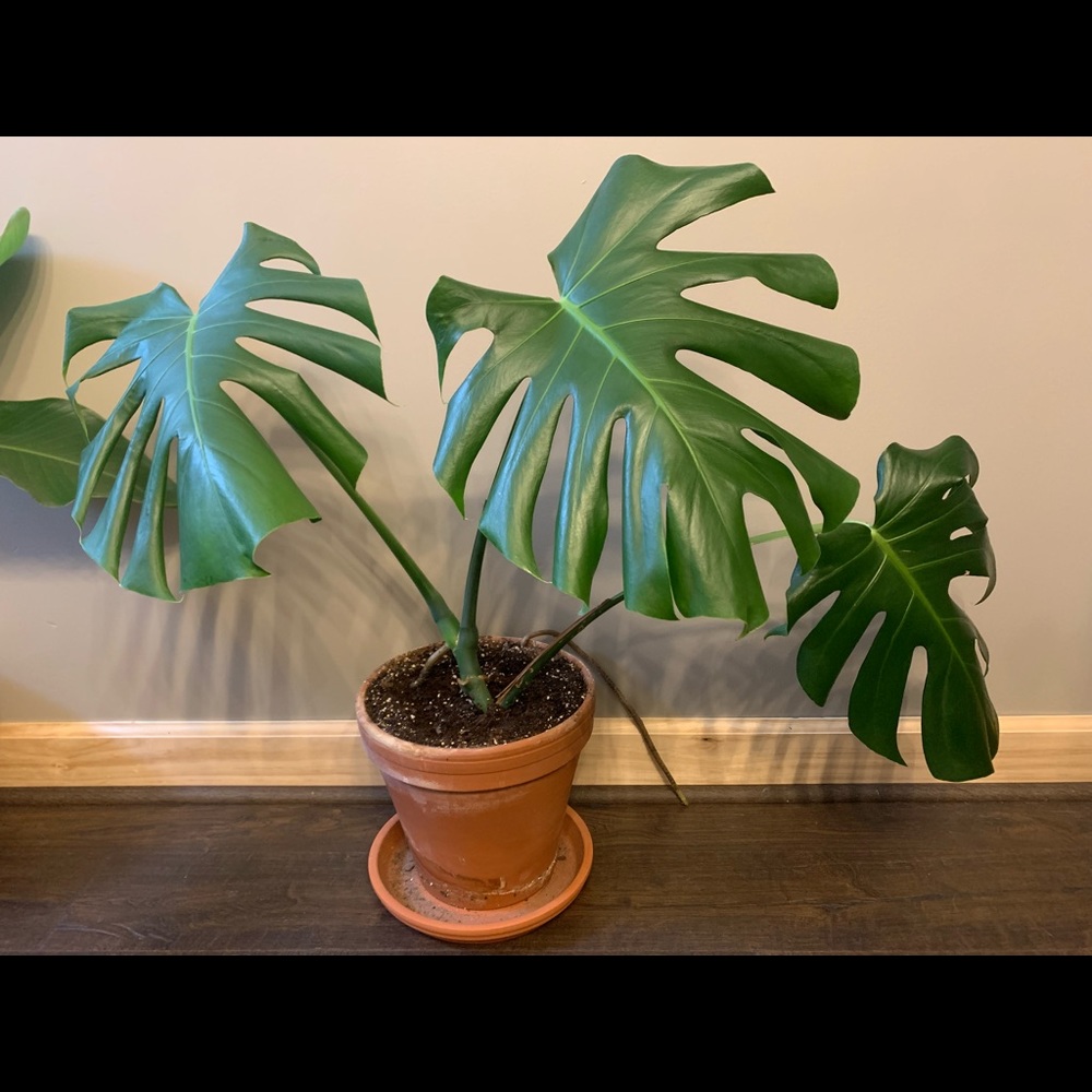 Monsterra Deliciousa